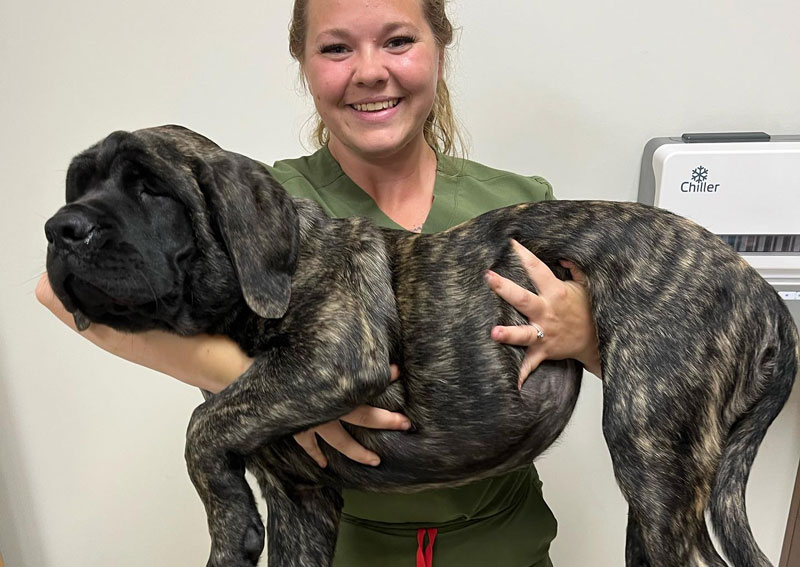 Carousel Slide 3: Dog veterinary care for all stages of life